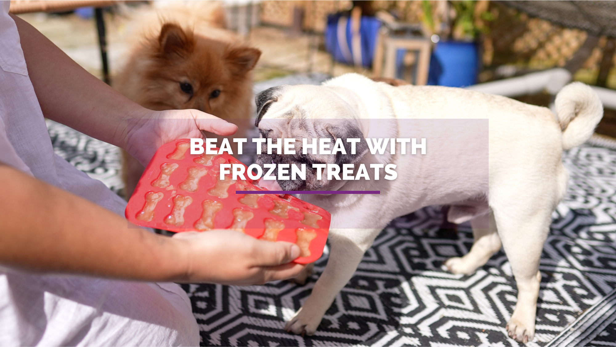Beat the Heat with Frozen Treats