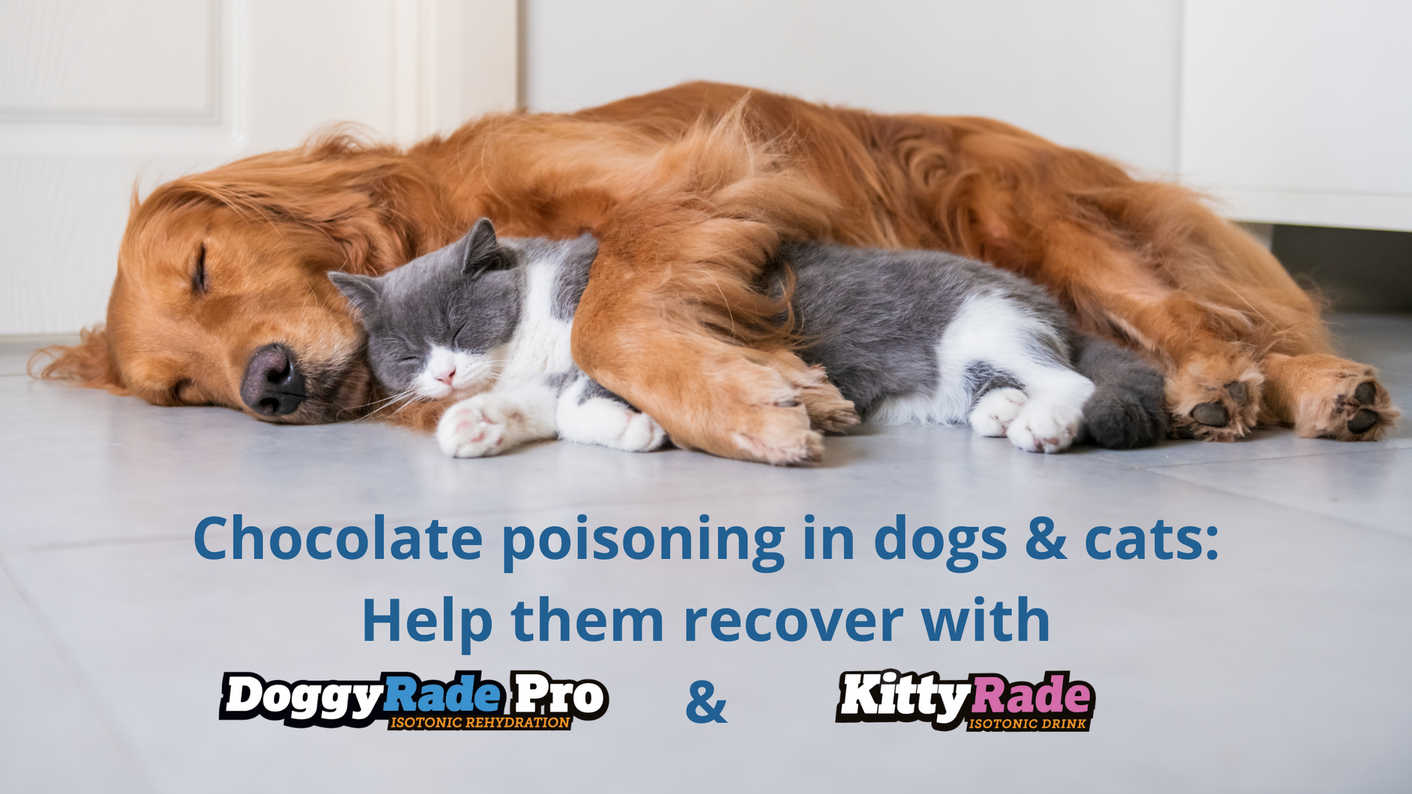 Chocolate poisoning in dogs & cats: Help them recover with DoggyRade Pro and KittyRade