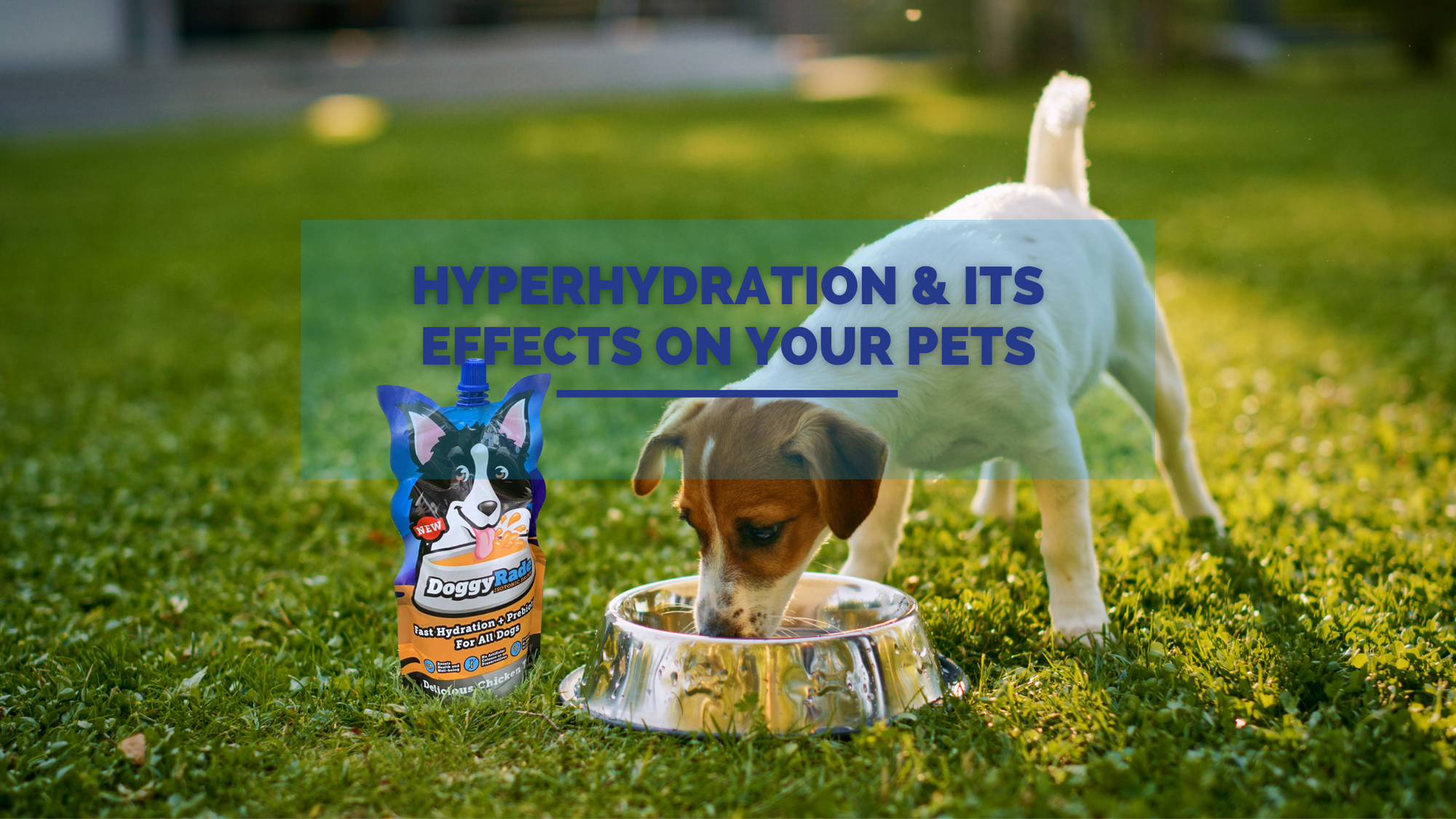 Hyperhydration & its effects on your pets