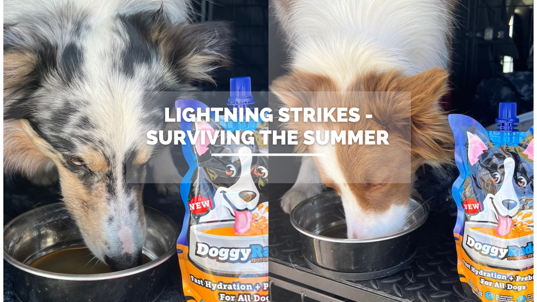 Lightning Strikes Flyball Team – Surviving the Summer