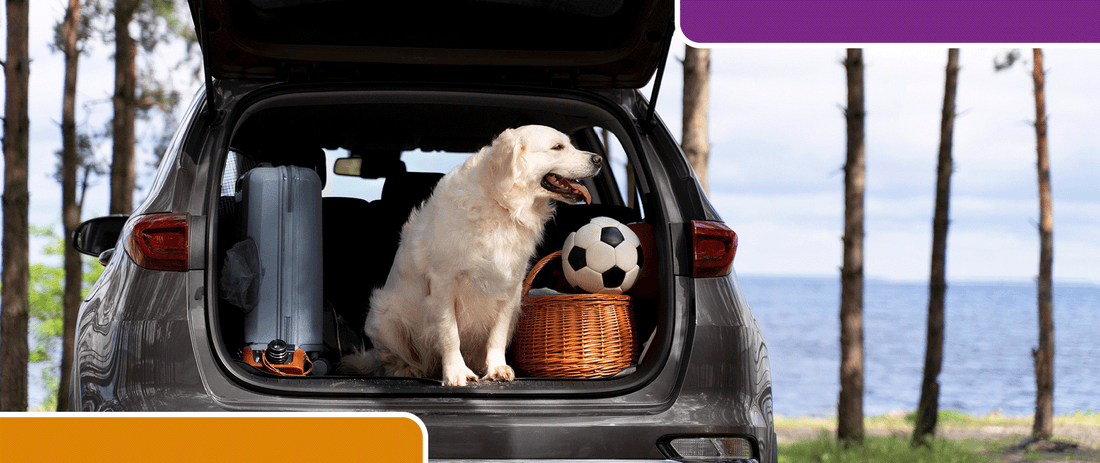 Pet Friendly Holidays: Top Tips for Traveling in the UK and Ireland