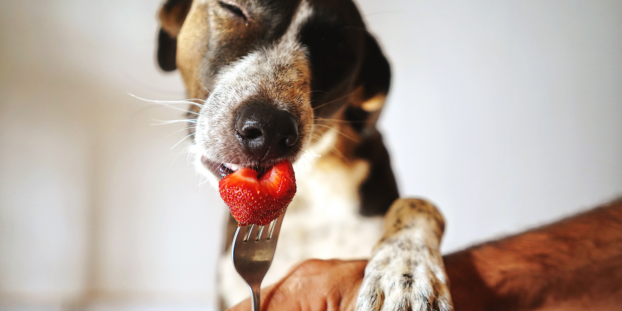 The Top Superfoods for Dogs