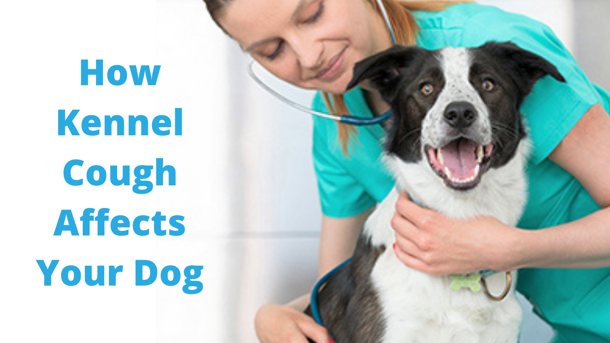 How Kennel Cough Affects Your Dog