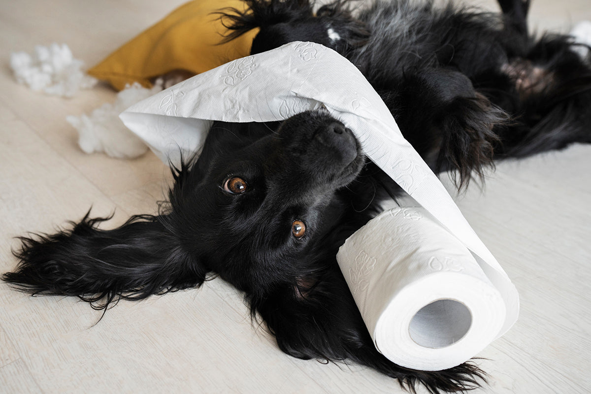 Dog Diarrhea: 11 Causes and Best Treatments