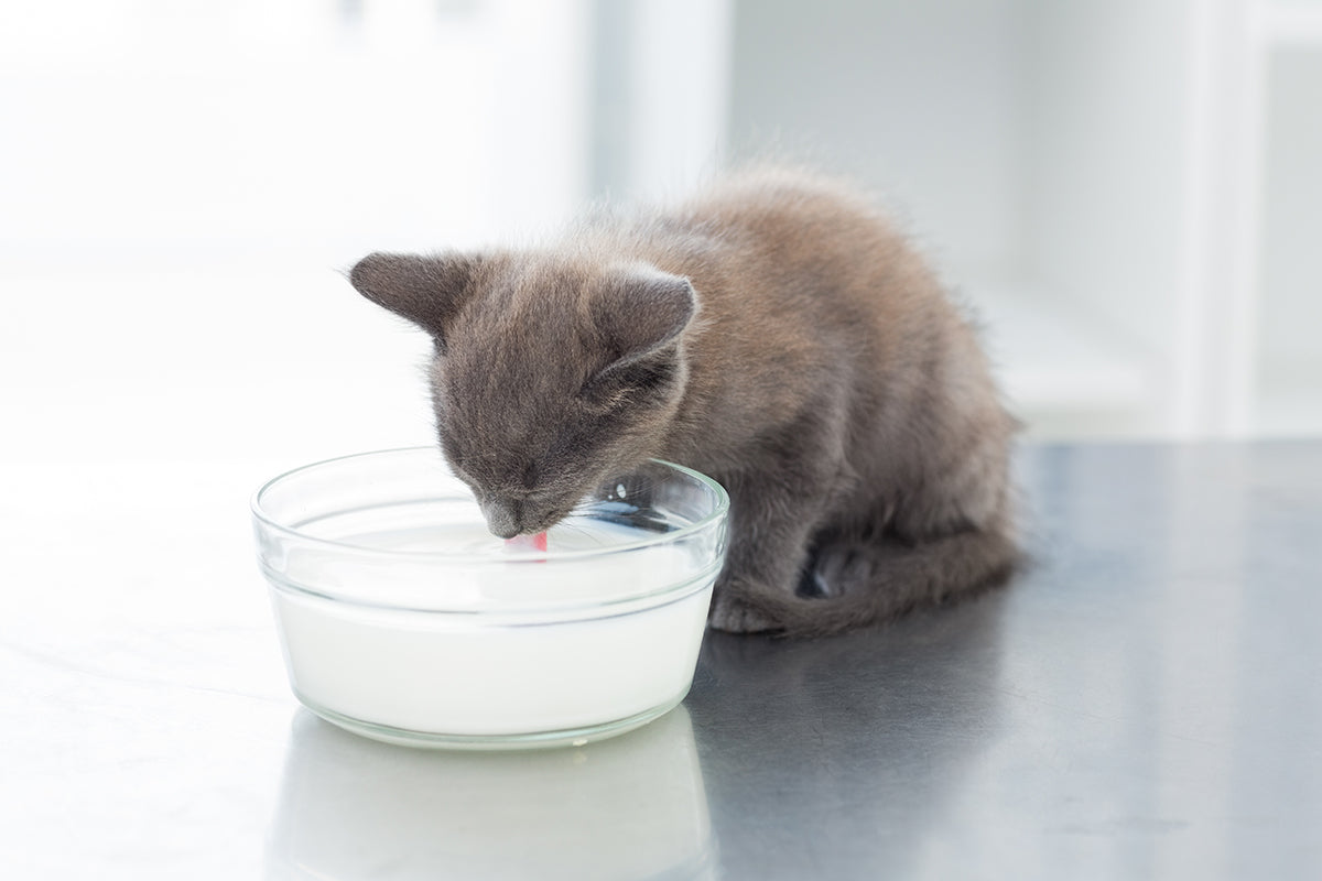 How does a cat drink milk hotsell