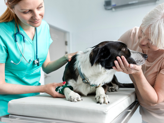 Isotonic Rehydration Solution – Formulated by vets, for veterinary patients