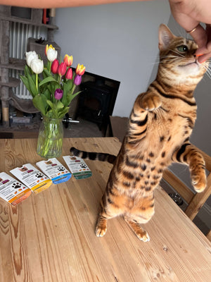 Friandises à la Viande de Dinde pour Chats - avec Prébiotiques et Super-aliments