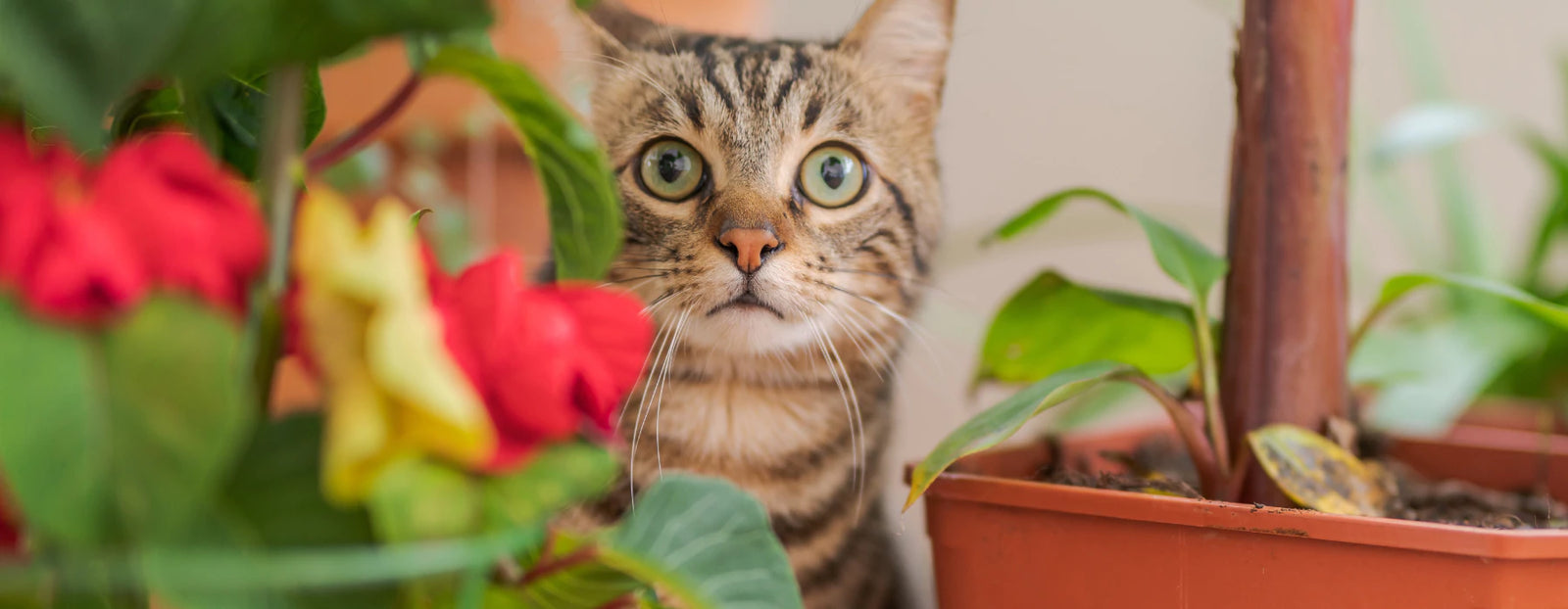 Soupe pour chats - Favorise une bonne hydratation